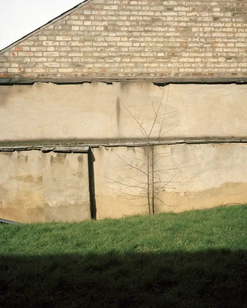 Tree Against a Wall, Kodak Portra 400, Highgate