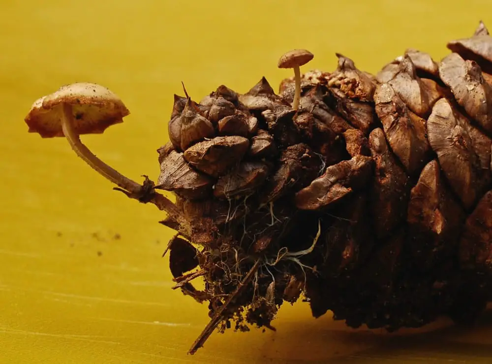 Pinecone with mushroom