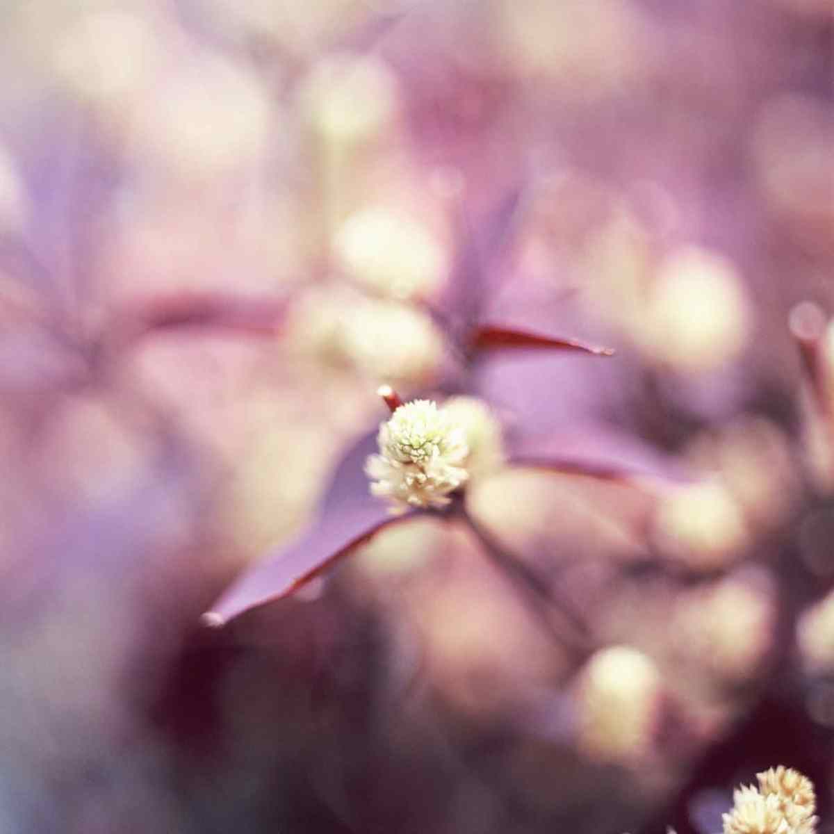 Spring buds #02 - Shot on Fuji Provia 400X (RXP) at EI 800. Color reversal (slide) film in 120 format shot as 6x6. Hasselblad 32E. 1-stop push.