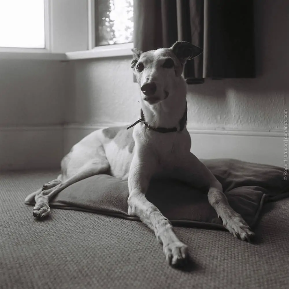 My greyhound Tim from the first roll of film that I’d shot in over 10 years - Rolleicord Va