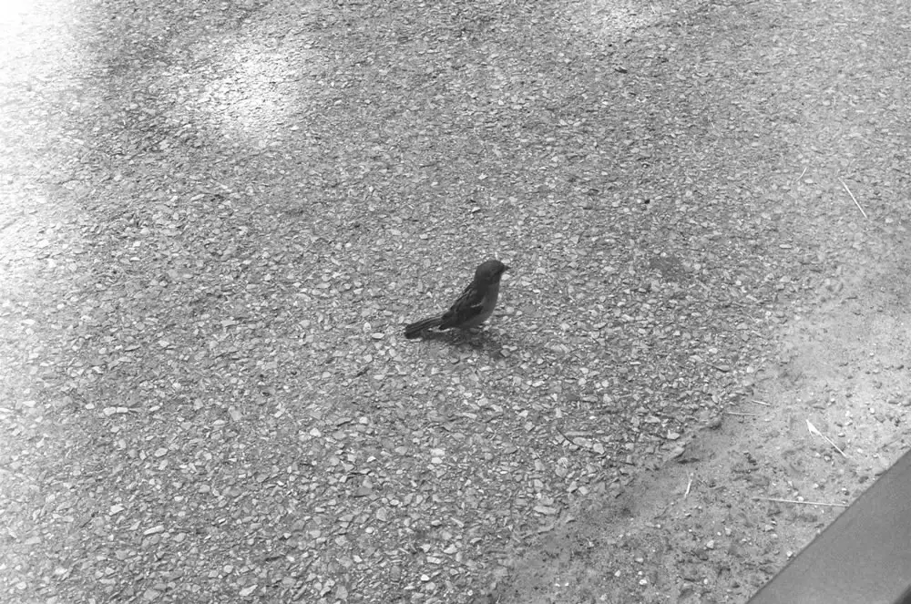 Photographed on small-format Agfa film, speed 200. The f/stop was 22 and the shutter speed was 1/60. The strong ground and rocks made this bird the center of attention, while the sidewalk of Central Park was a place for this bird to land. The spot of light behind the bird (upper left hand corner) lines right up with their landing---it was light coming through the leaves of a tree.