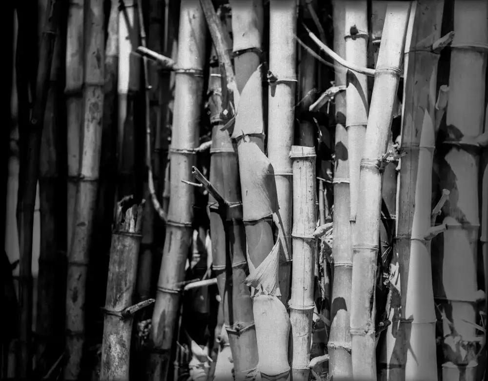 Bunched up - Shot on Rollei IR 400 at EI 12 - Black and white negative film in 4x5 format - AEROgraphic - Kodak Anastigmat 161mm f/4.5.