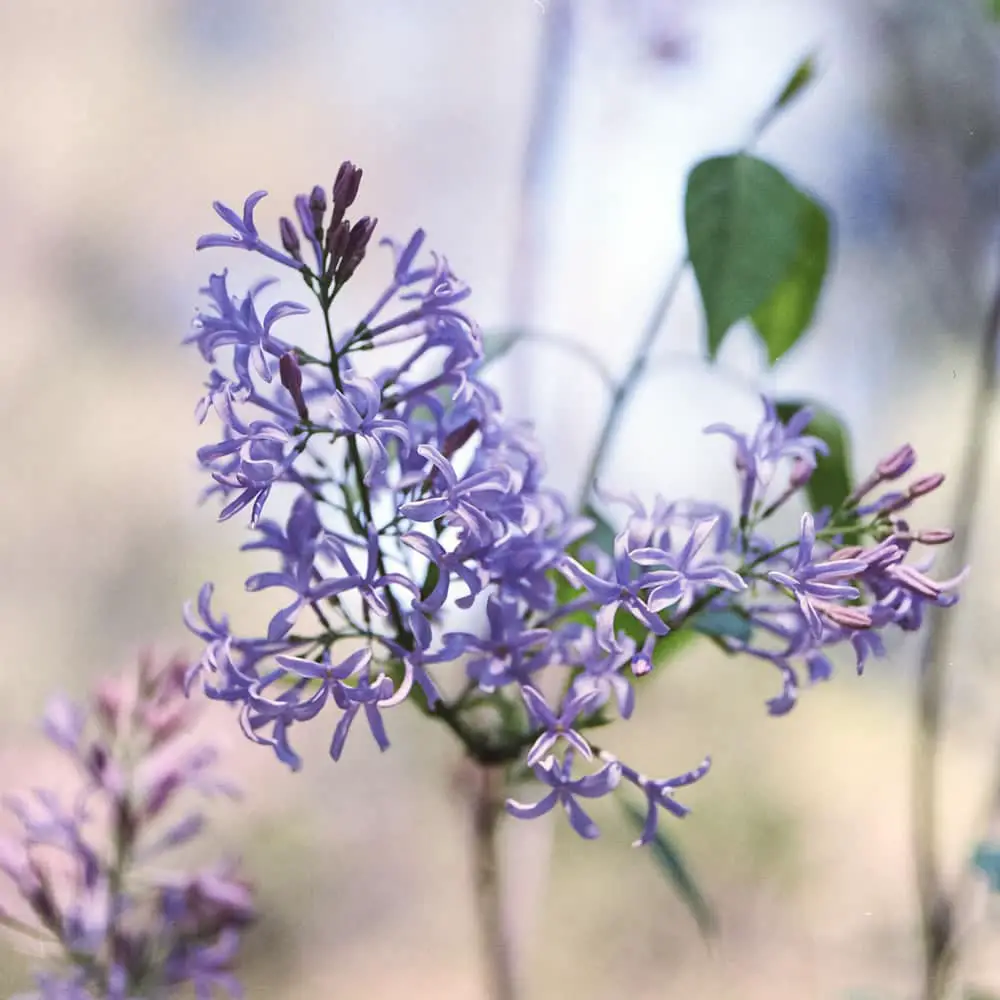 Lilacs - Descanso Botanical Gardens. Hasselblad 500C, Fujifilm Pro 400H