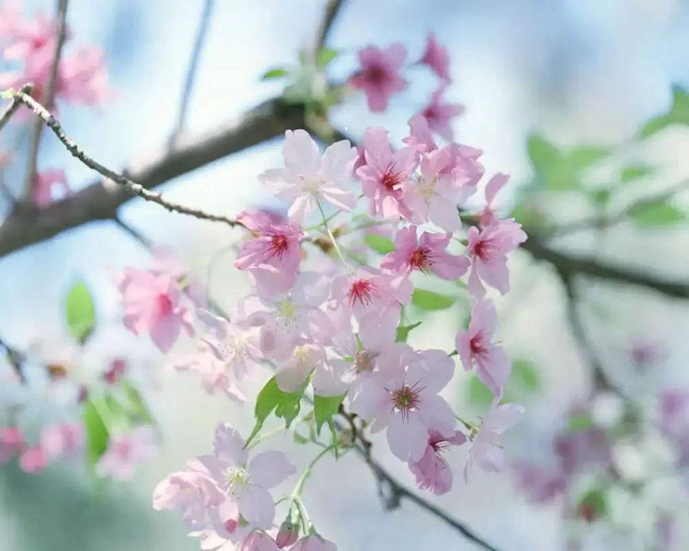Sakura - Cherry Blossom Festival at Descanso Gardens. Hasselblad 500C, Fujifilm Pro 400H