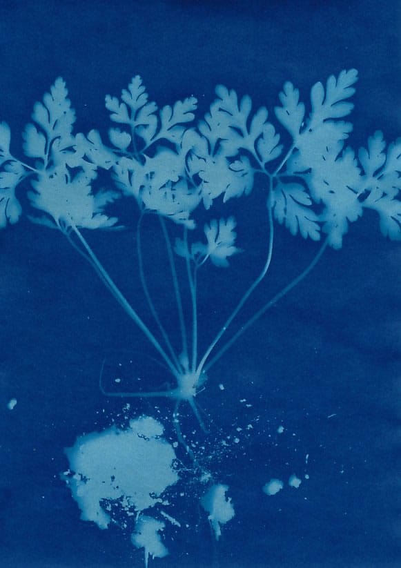 Monika‏ - @DrMarsRover Despicable Weeds: Common name: Stinky Bob Botanical name: Geranium robertianum #SummerFilmParty cyanotype #abstract