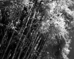 To the light - Shot on Rollei IR 400 at EI 12 - Black and white negative film in 4x5 format - AEROgraphic - Kodak Anastigmat 161mm f/4.5.