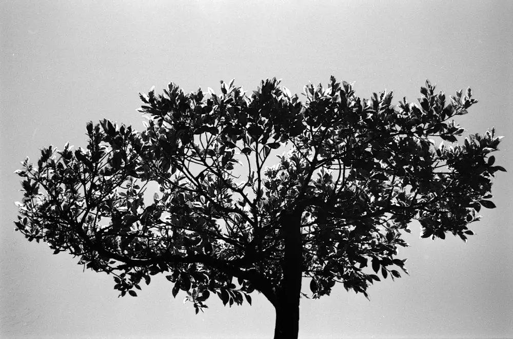 Tree of life - Shot on FILM Ferrania P30 Alpha at EI 40. Black and white negative film in 35mm format. Over exposed one stop.