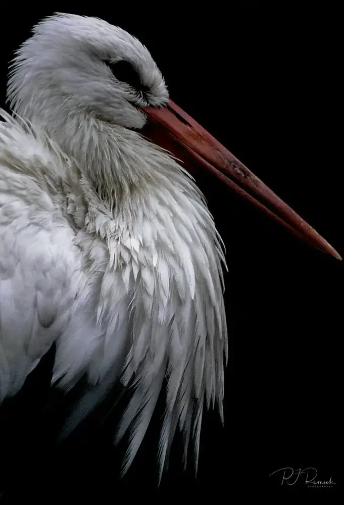 White Feathers - St. Louis MO, Zoo, Canon A1, Kodak Ektachrome 200