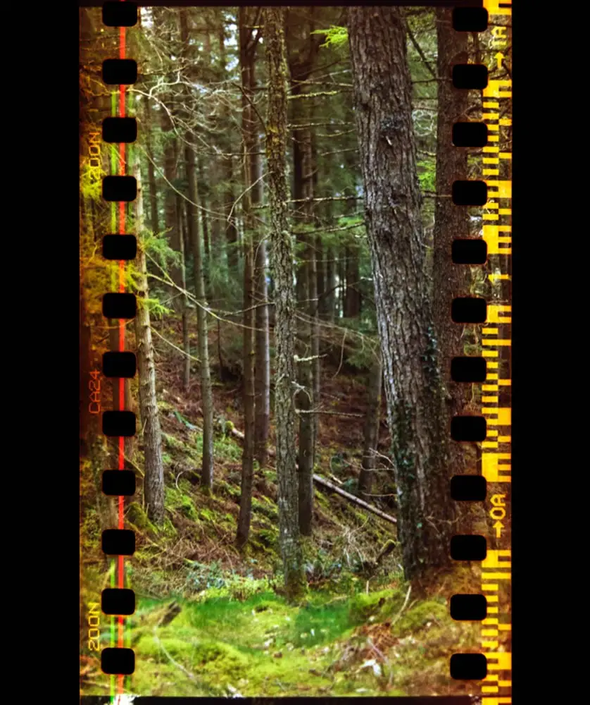 Pine Forest, Gwydyr Forest Park, Cae’m y Coed, Snowdonia. 12/04/2017 Hasselblad 500C Agfa 200 (Poundshop film) 35mm f2.0 1/60
