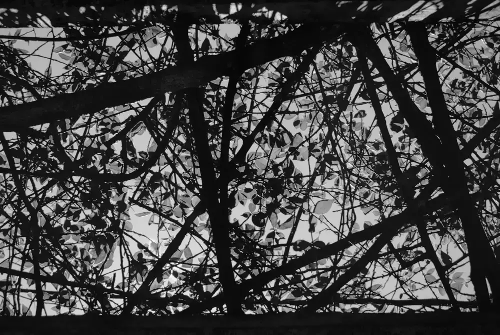 Translucent - Shot on FILM Ferrania FERRANIA P30 Alpha at EI 80. Black and white negative film in 35mm format. Reversal developed.