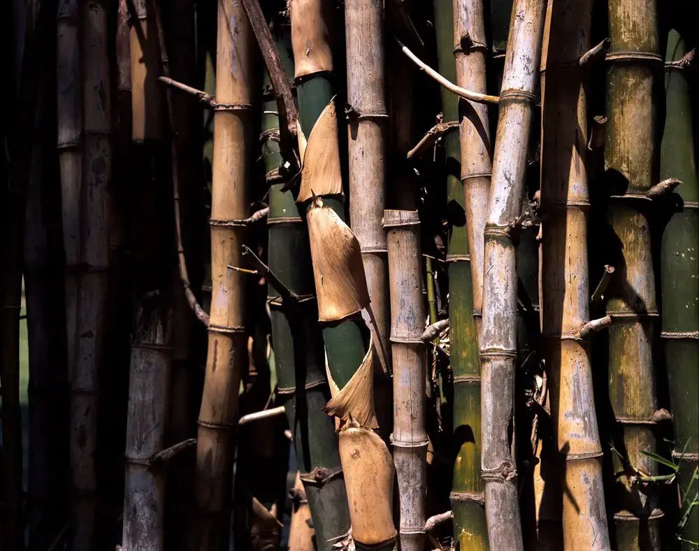 Bamboo grove #01 - Shot on Fuji Provia 100F (RDP III) at EI 100. Color reversal (slide) film at in 4x5 format. AEROgraphic / Kodak Anastigmat 161mm f/4.5.