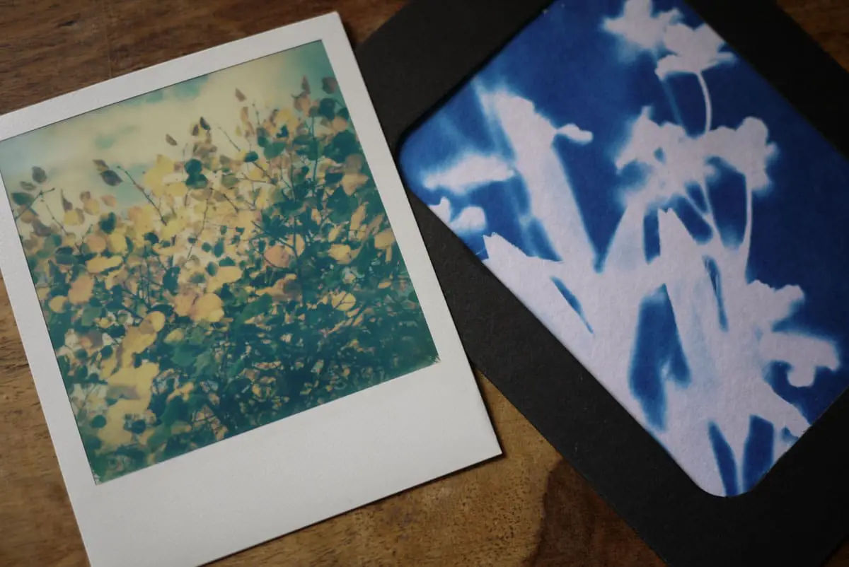 Left: Smartphone photo transformed into a Polaroid 600 using Impossible Project Instant Lab, 2016. Right: Handmade cyanotype photogram of a botanical specimen, 2016
