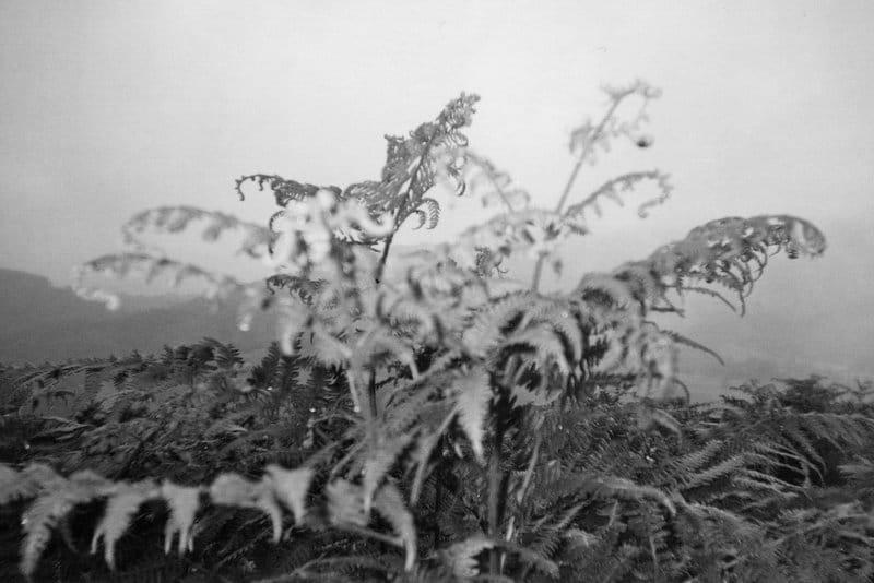 Mountain Fern in a cloud, Lake District, 2014. Shot on ILFORD Disposable Camera, ILFORD HP5 PLUS