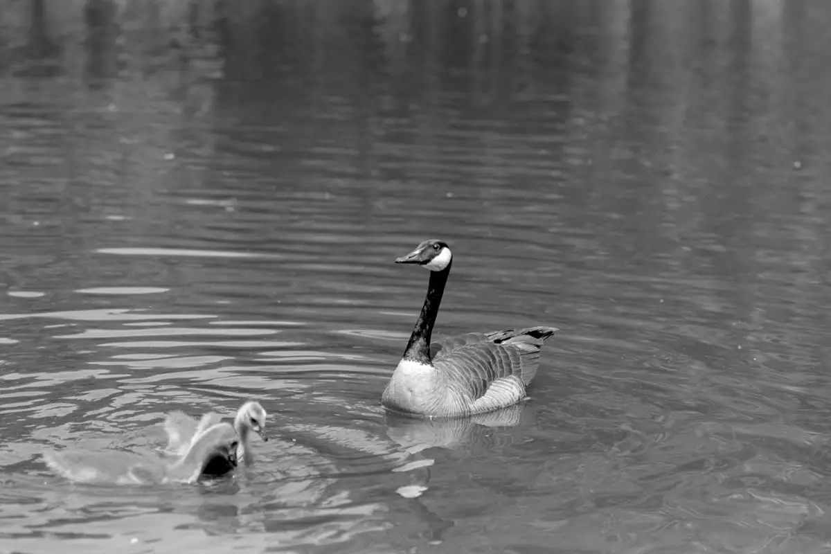 Kodak HC-110 1:31 - Ducks