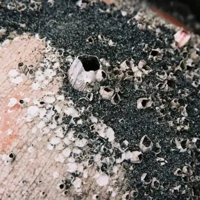 Blistering barnacles Shot on Kodak VISION3 200T 5213 at EI 200 Color motion picture film in 35mm format