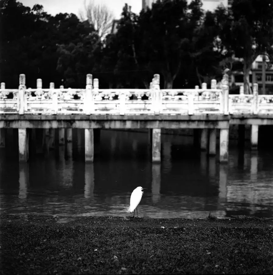 Patience pays - Shot on Shanghai GP3 100 at EI 800. Black and white negative film in 120 format shot as 6x6. Push processed 3 stops.