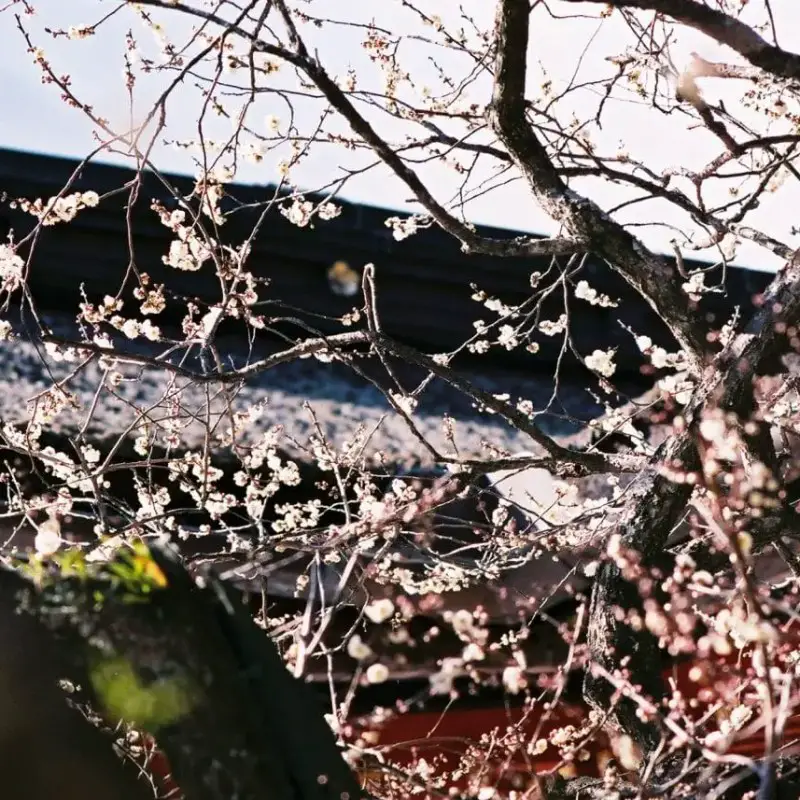 Off peak - Shot on Fuji Superia Premium 400. Color negative film in 35mm format film.