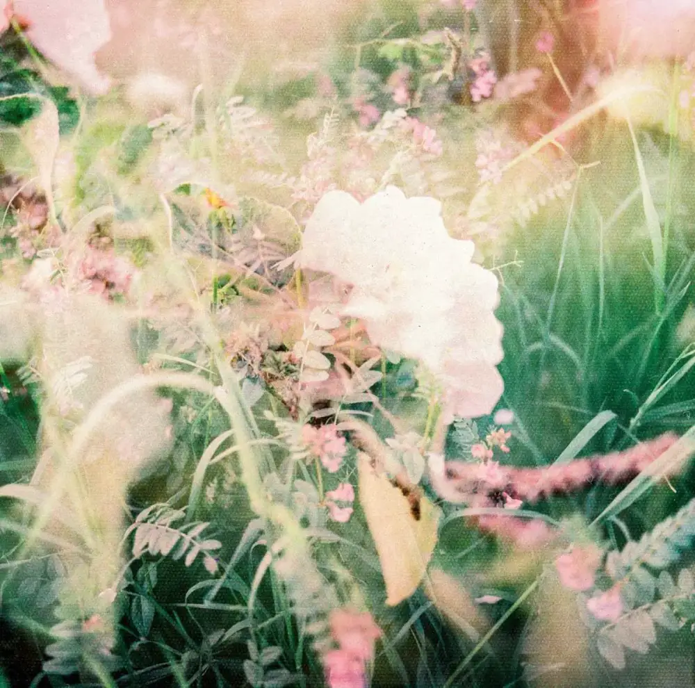 “FLOWER BOUQUET 2”  FP-100C Silk | Mamiya RB67 PRO SD | SCAN OF BLEACHED NEGATIVE