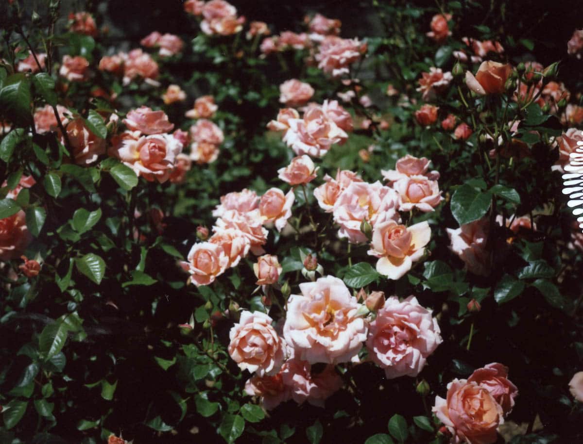 Summer Roses - Polaroid 230 Land Camera and FP-100C