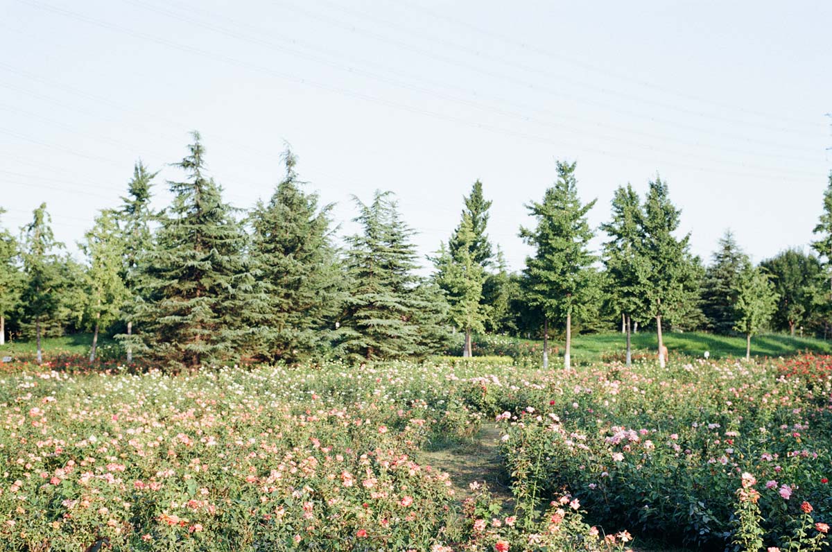 Film stock review: Comparing Kodak ColorPlus 200 and Fuji Fujicolor ...