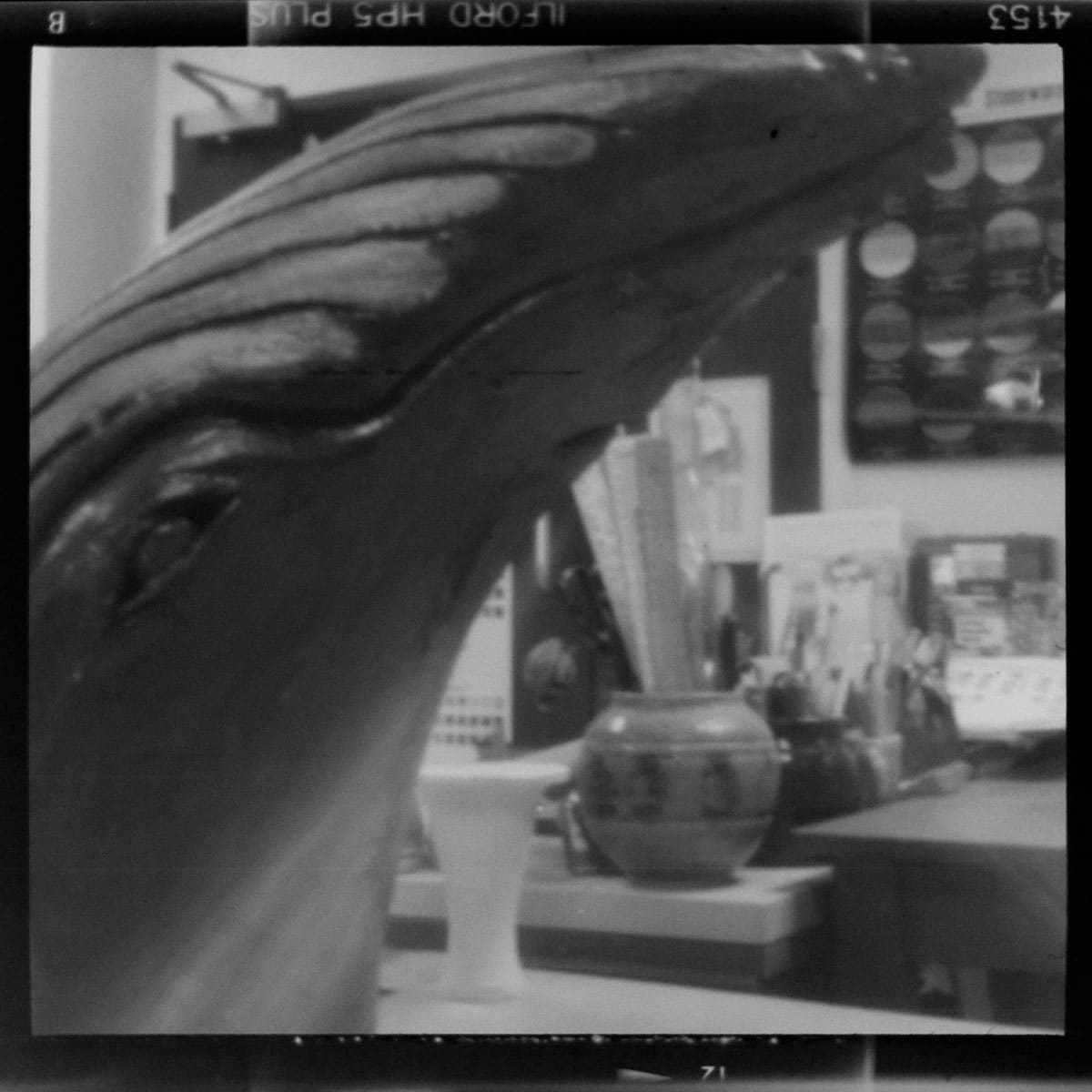 ILFORD HP5 PLUS - Ceramic Humpback Whale