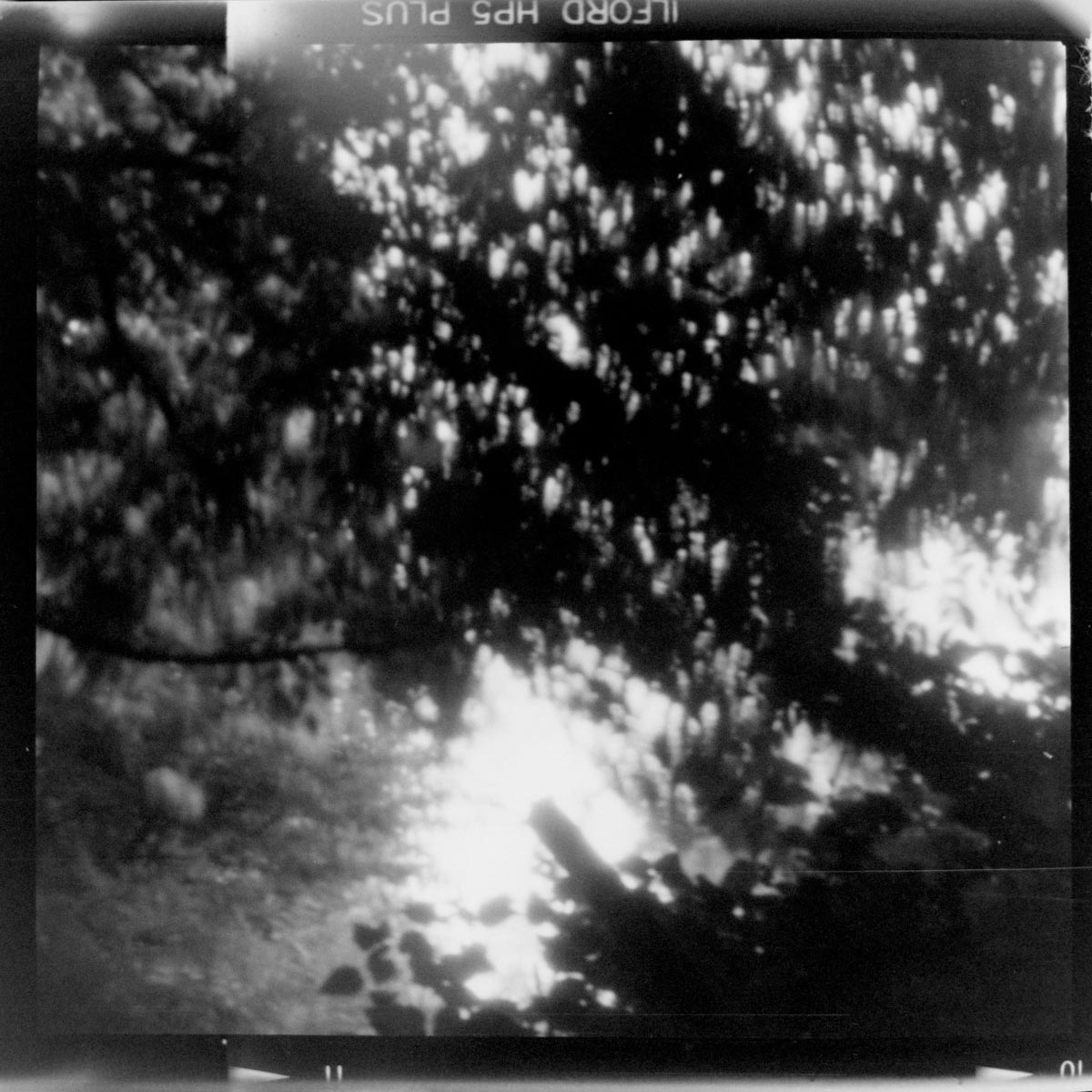 ILFORD HP5 PLUS - Up Through The Boughs