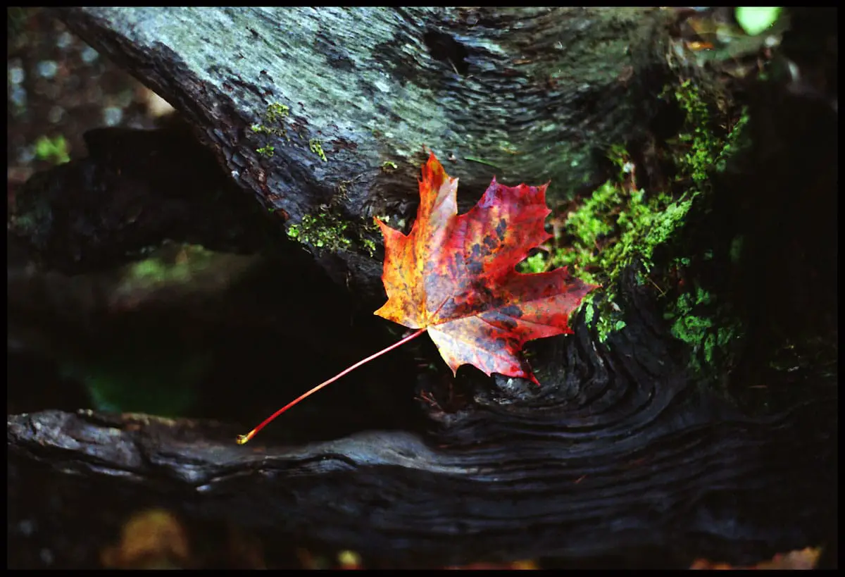Autumn leaf - Pentax MX, 50mm - Fujifilm Superia 200