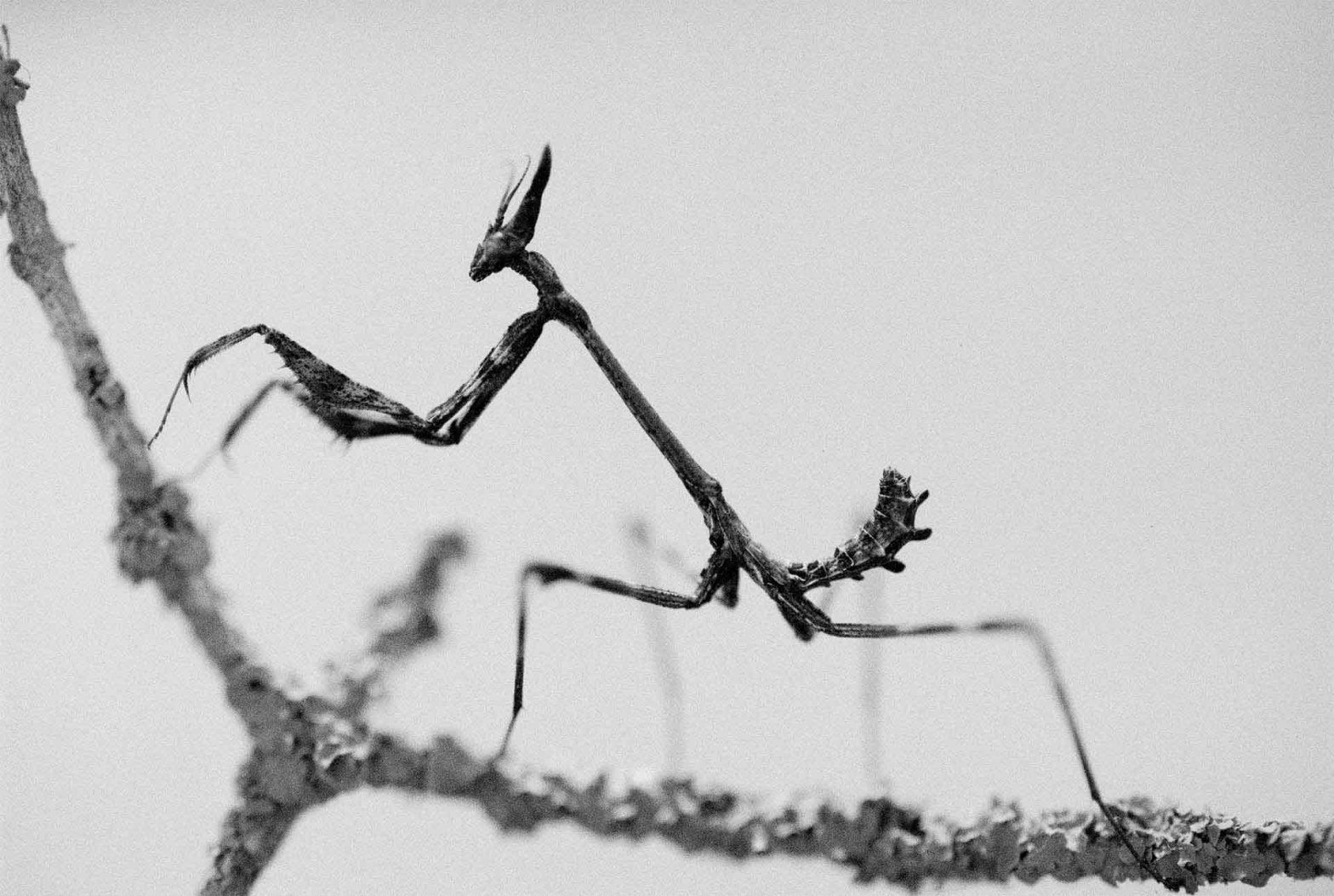 5 Frames… Of insect macros with ILFORD HP5 PLUS (EI 1600 / 35mm format / Canon EOS-5)