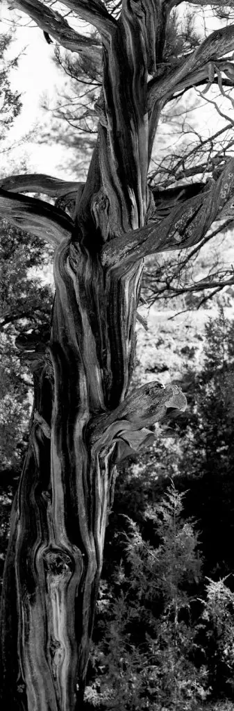 Twisted Tree - DaYi 6x17 Back, ILFORD Pan F film and orange filter.