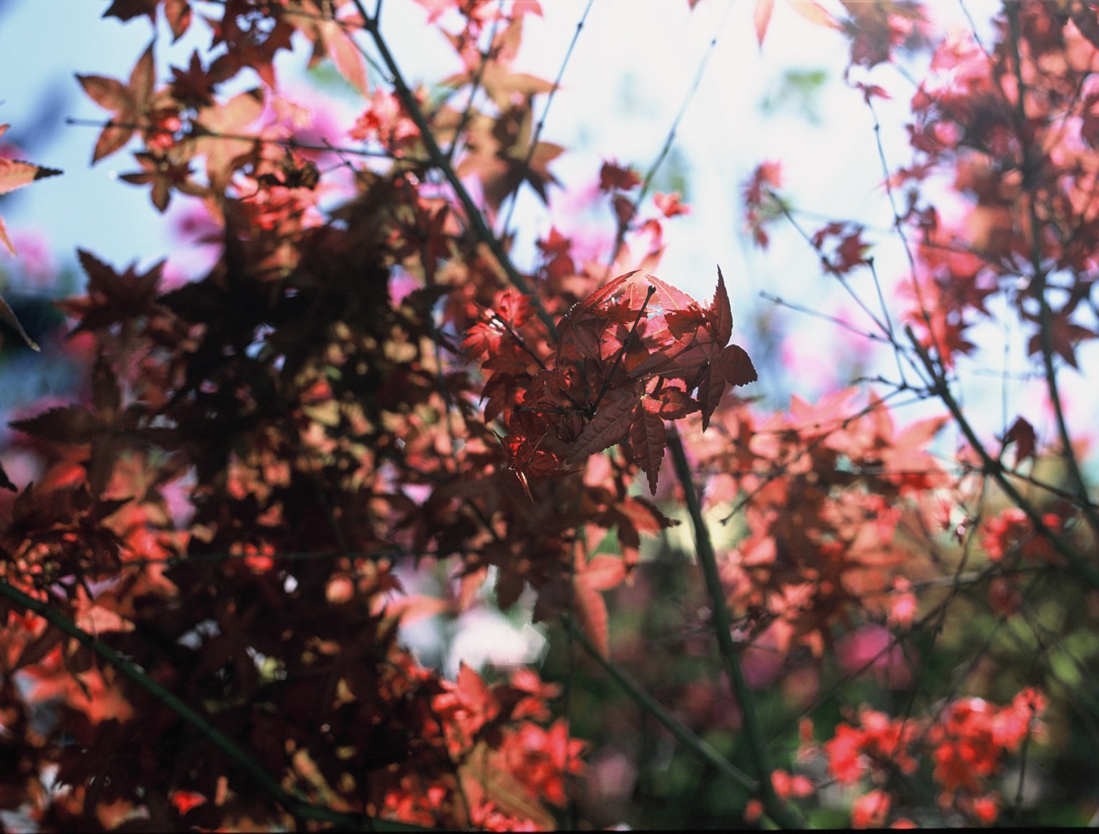 Film stock review: Fuji Provia 100F (RDP III) color slide film in 35mm ...