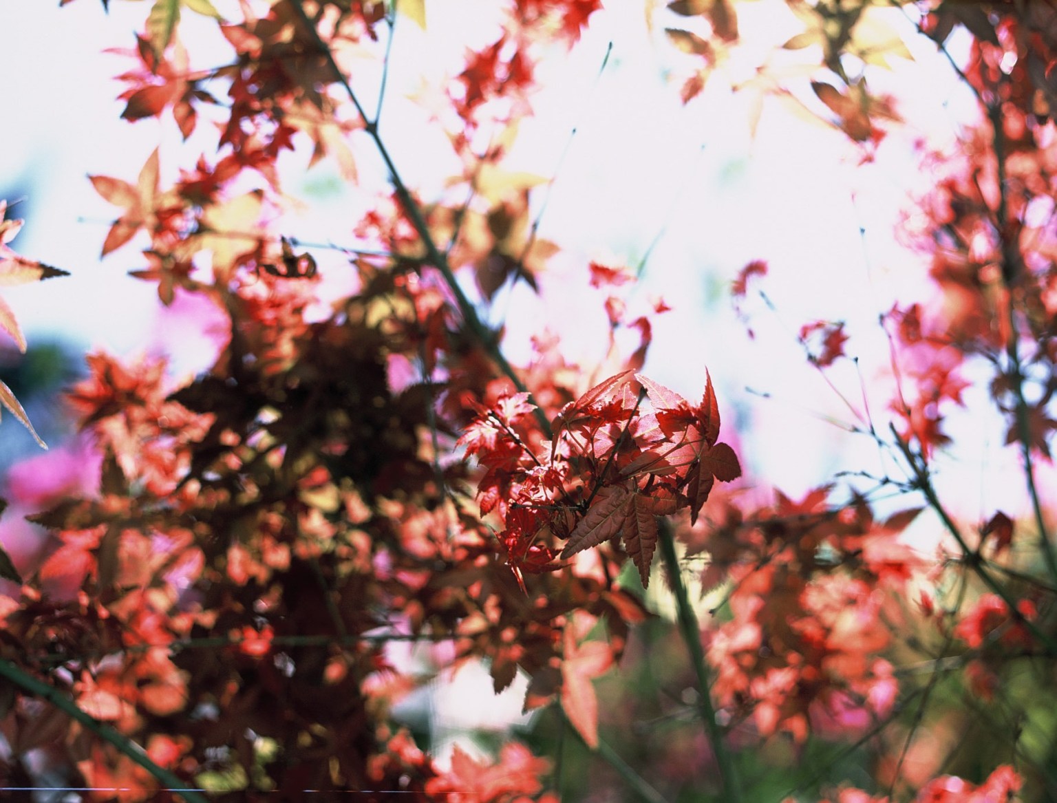 Film stock review: Fuji Provia 100F (RDP III) color slide film in 35mm ...