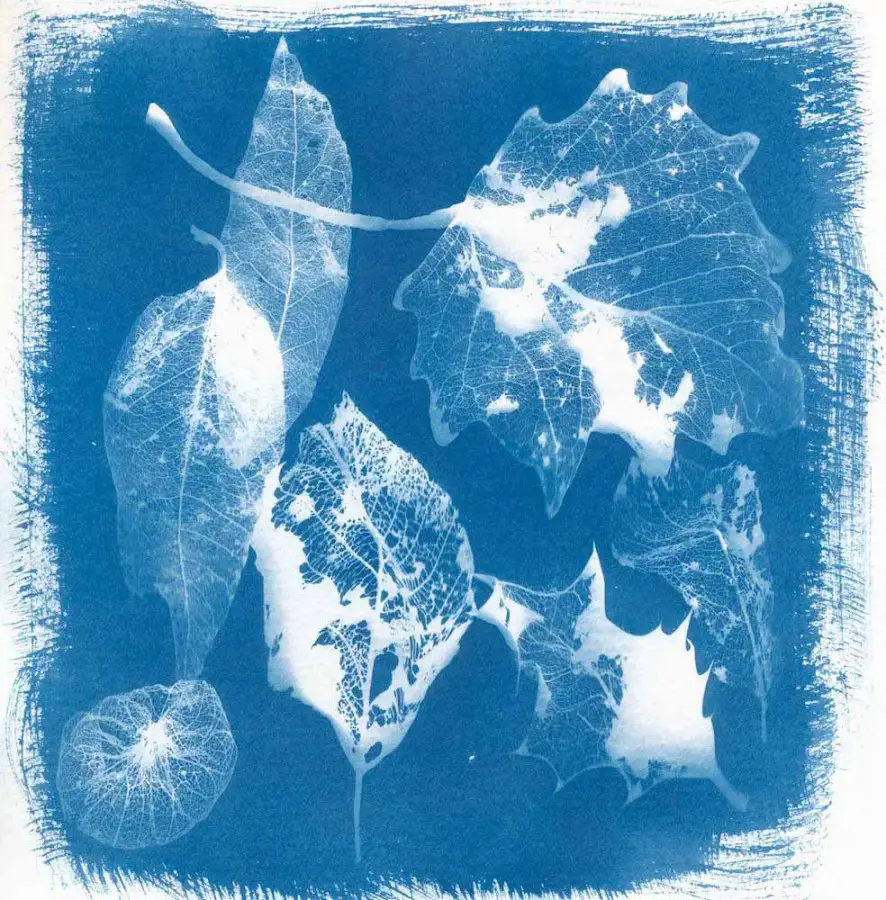 Leaf Collection - 5 Frames... With a Liquid Cyanotype Kit on Fluid Cold Press Finish Watercolor Paper - by Monika