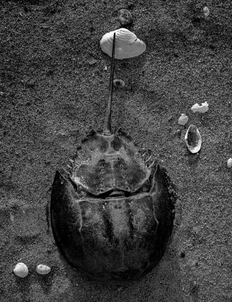Horseshoe Crab Shell, Long Island Sound, CT - Fuji GW 690II ILFORD HP5 PLUS