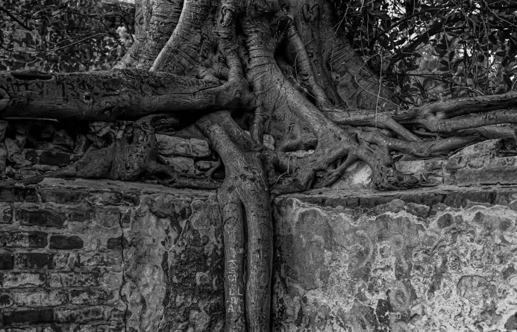 Tree/Wall, Key West, FL - Olympus OM-1n T-Max 400. Shot 1995. Film Processed and scanned 2019.