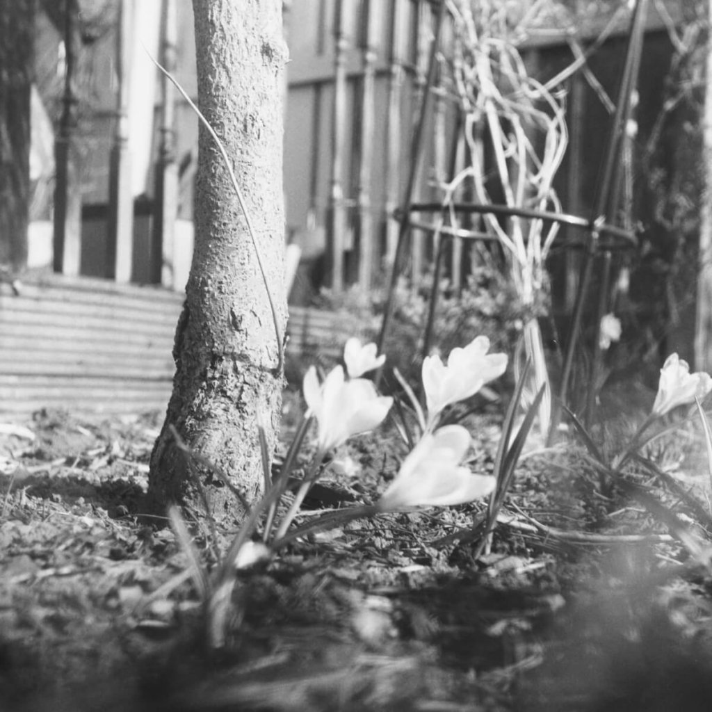 Yashica-B, Fomapan 400 Action home Developed in Ilford HC. Some flowers in my garden