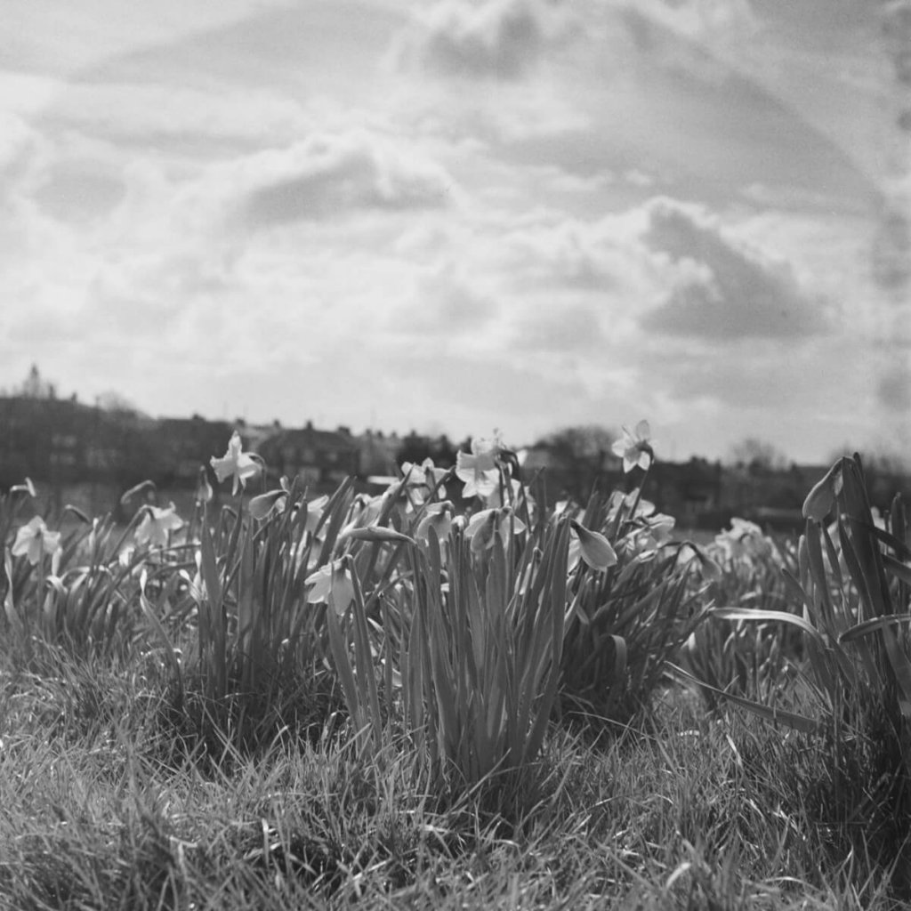 Yashica-B, ILFORD HP5 PLUS home Developed in Ilford HC. Some daffodils in glorious morning light