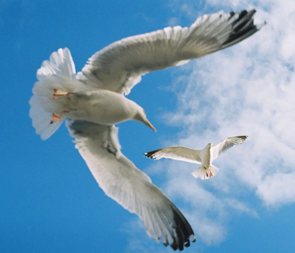 two seaguls flying