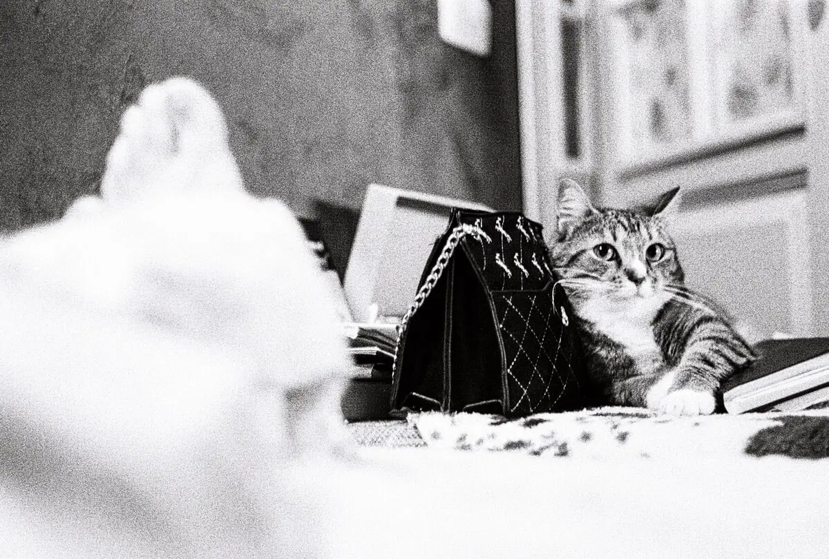 5 Frames... Of Cats that will (apparently) save film forever (Yasuhara T981, Nikon Nikkor H.C. 5cm F/2 + Kodak TRi-X 400) - by Aivaras Sidla