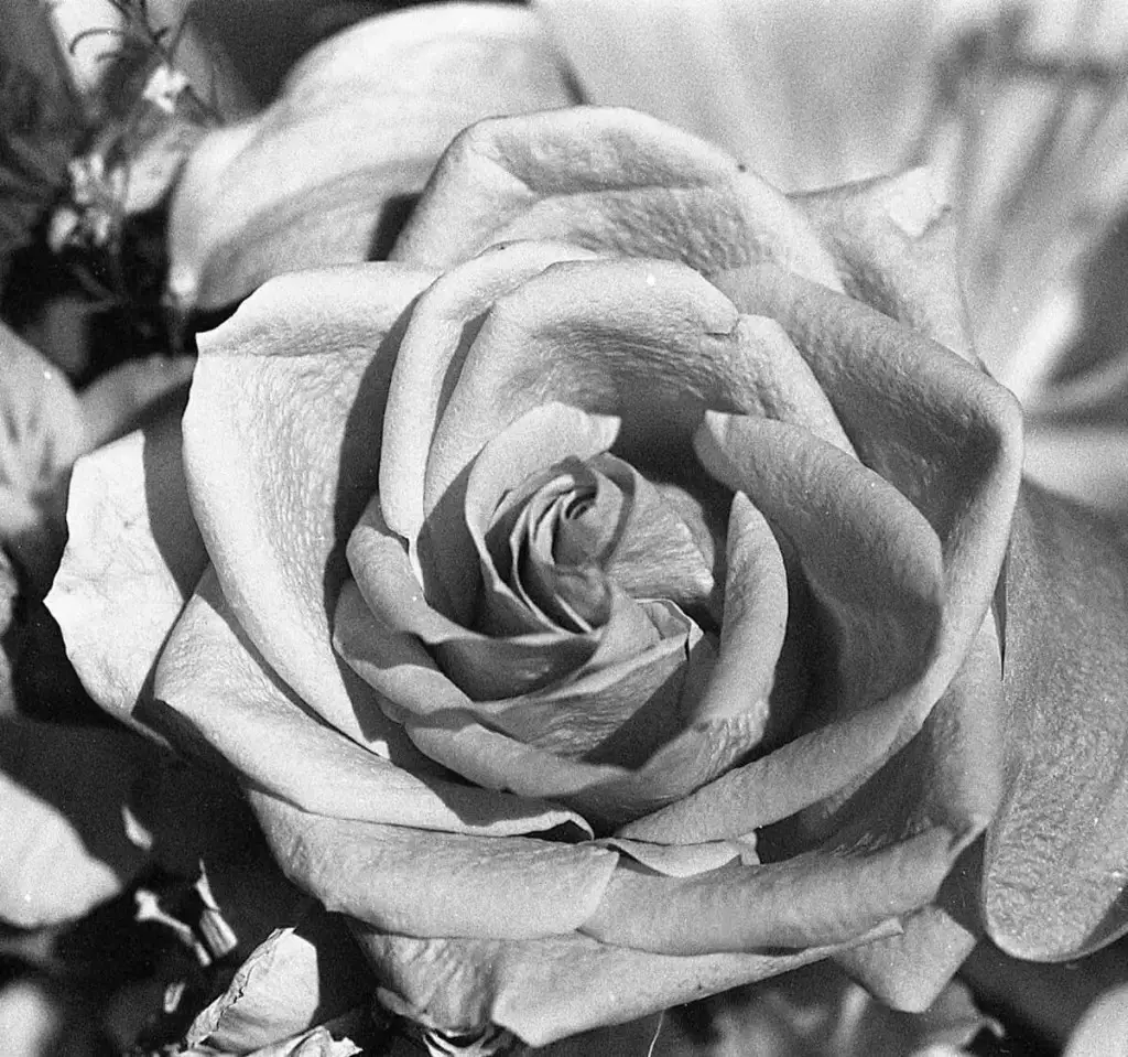 5 Frames (+1)... Of beautiful B&W flowers on ILFORD HP5 PLUS (35mm Format / EI 400 / Minolta X-700 + MD 50mm f/3.5 Macro Lens) - by Kathleen E. Johnson - Rose No.1
