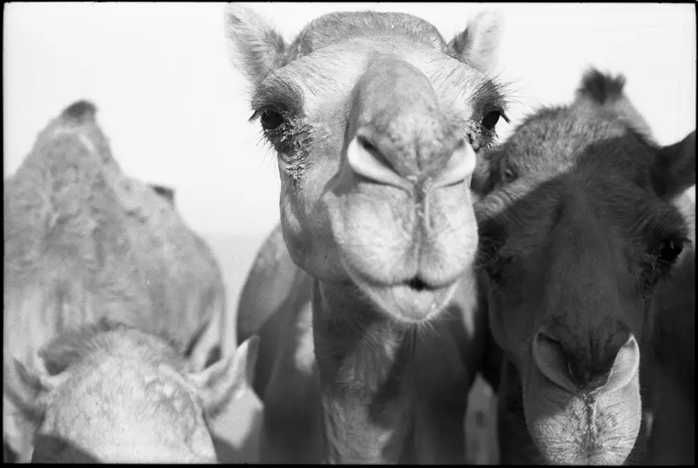 5 Frames... Of Camels on expired Fujifilm NEOPAN ACROS 100 (35mm Format / EI 100 / Leica M4 + Summicron 5cm f/2) - by Simón Ducos