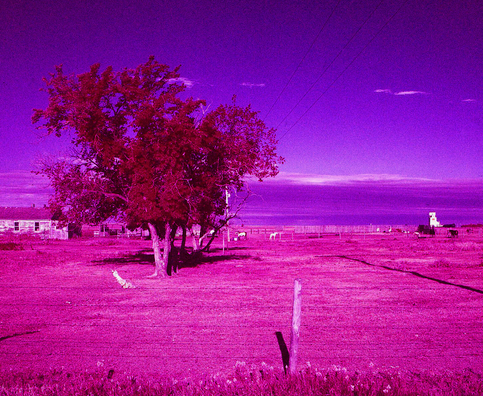 5 Frames... Of the Saskatchewan prairies on Kodak AEROCHROME III Infrared Film 1443 (120 Format / EI 400 / Mamiya C330 Professional S) - by Bob St-Cyr