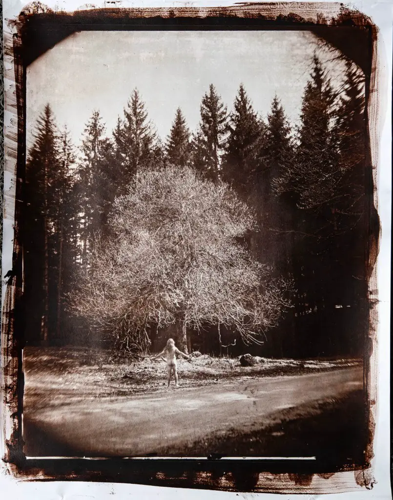 A print from a wet plate collodion photograph of a man standing naked in front of a tree