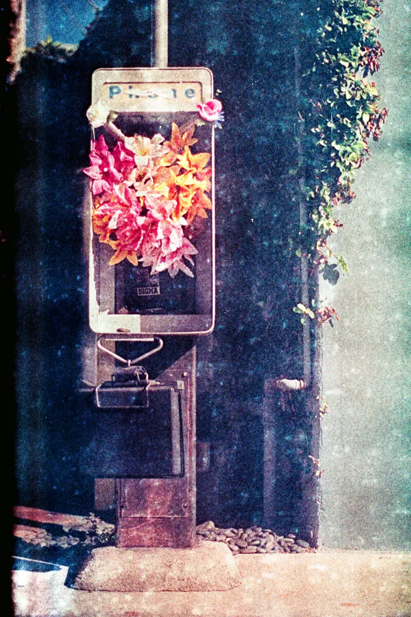 The 35mm motion picture film canister that binds these multi-colored polyester flowers together is just visible in the lower right corner of the bouquet, while two single roses burst forth from antennae-like electrical conduit up top - Kodak EASTMAN 200T 5293, Ryan Steven Green