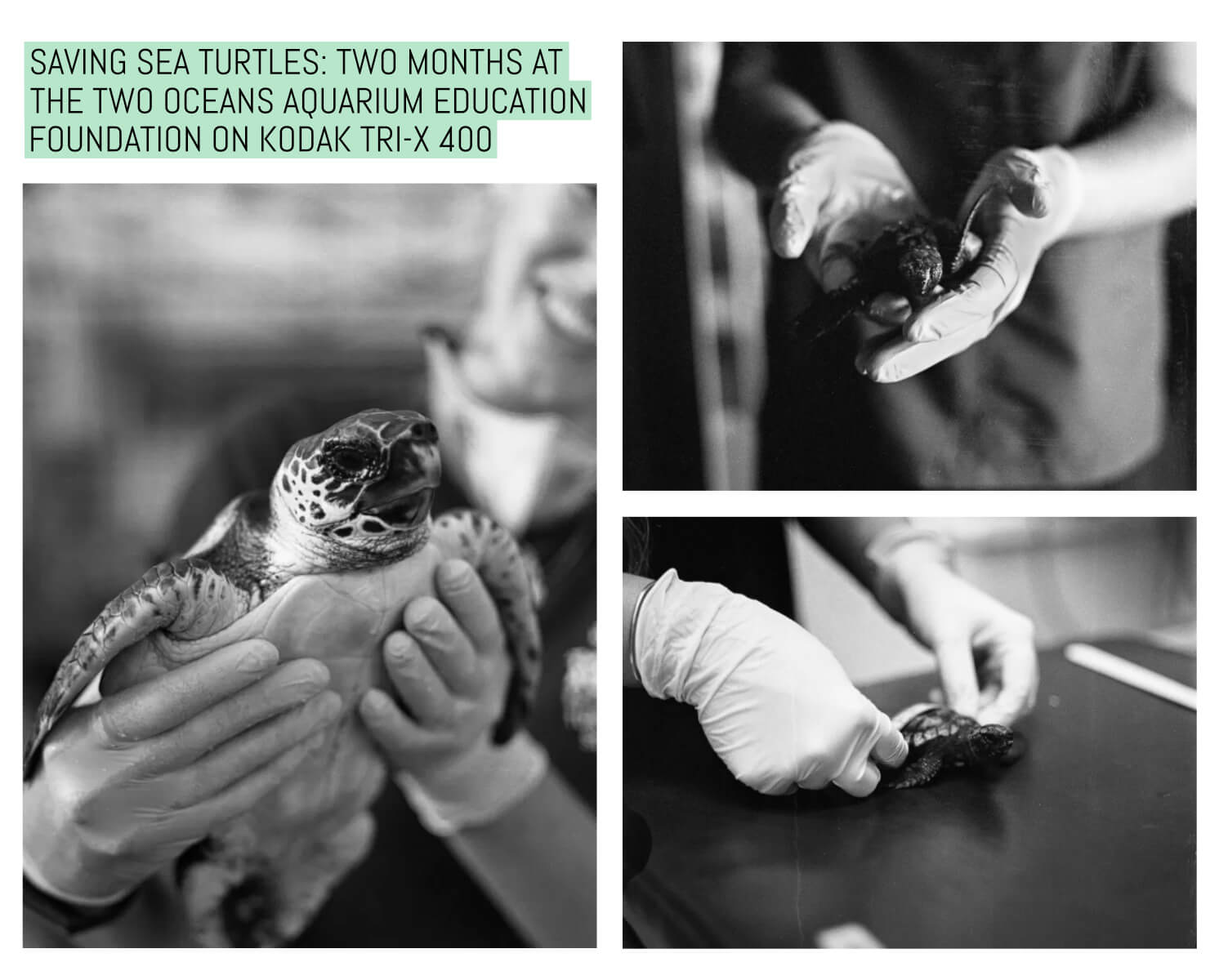 Saving sea turtles: Two months at the Two Oceans Aquarium Education Foundation on Kodak Tri-X 400
