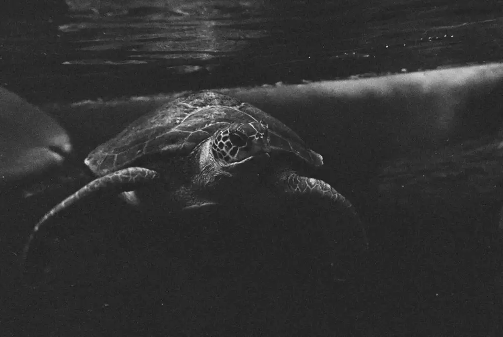 Saving Sea Turtles '21 Kodak Tri-X 400 by Willem van den Heever