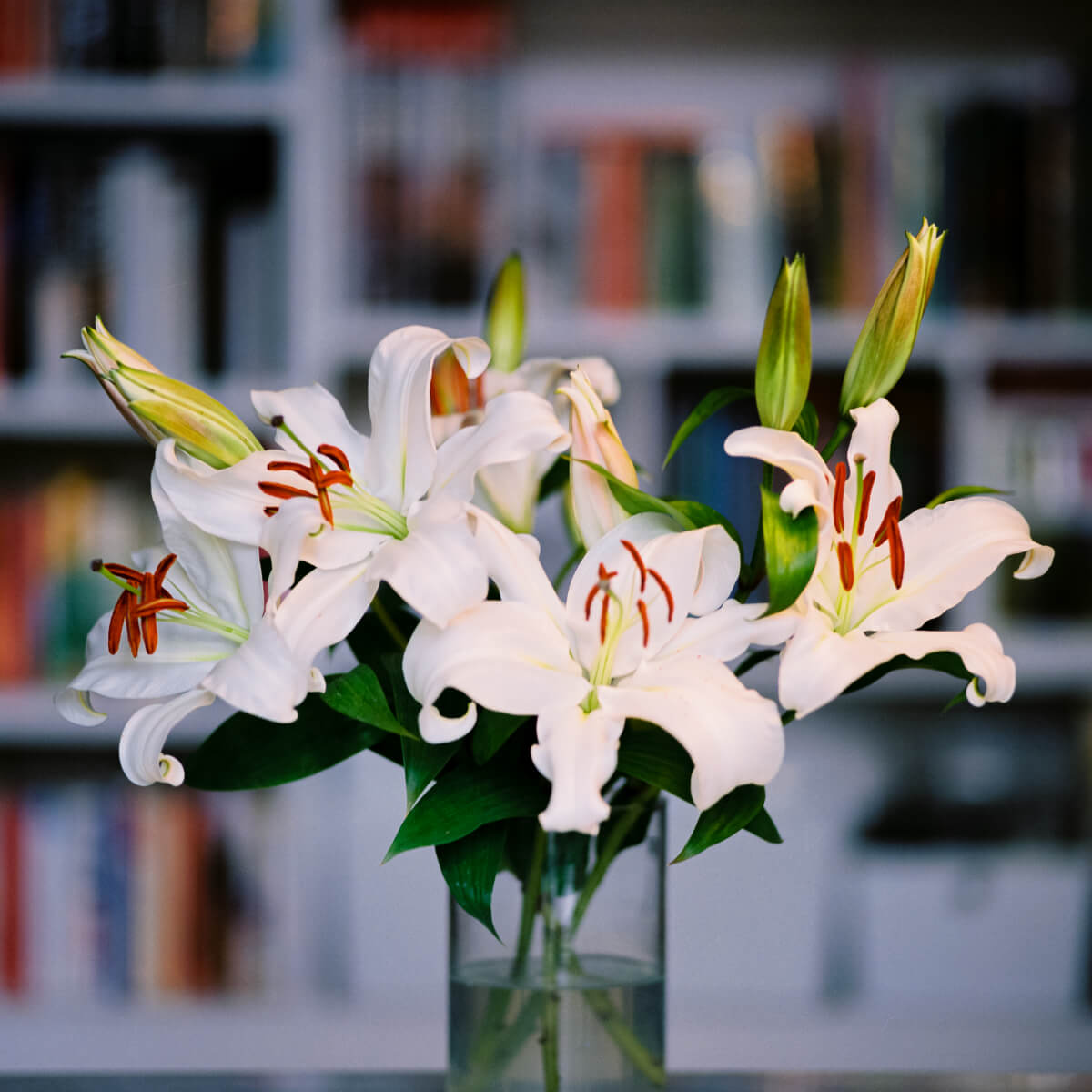 Michael Elliott - Still life lillies #1 - Kiev 60 + Carl Zeiss Jena Sonnar 180mm f:2.8 + Fuji Pro 400H