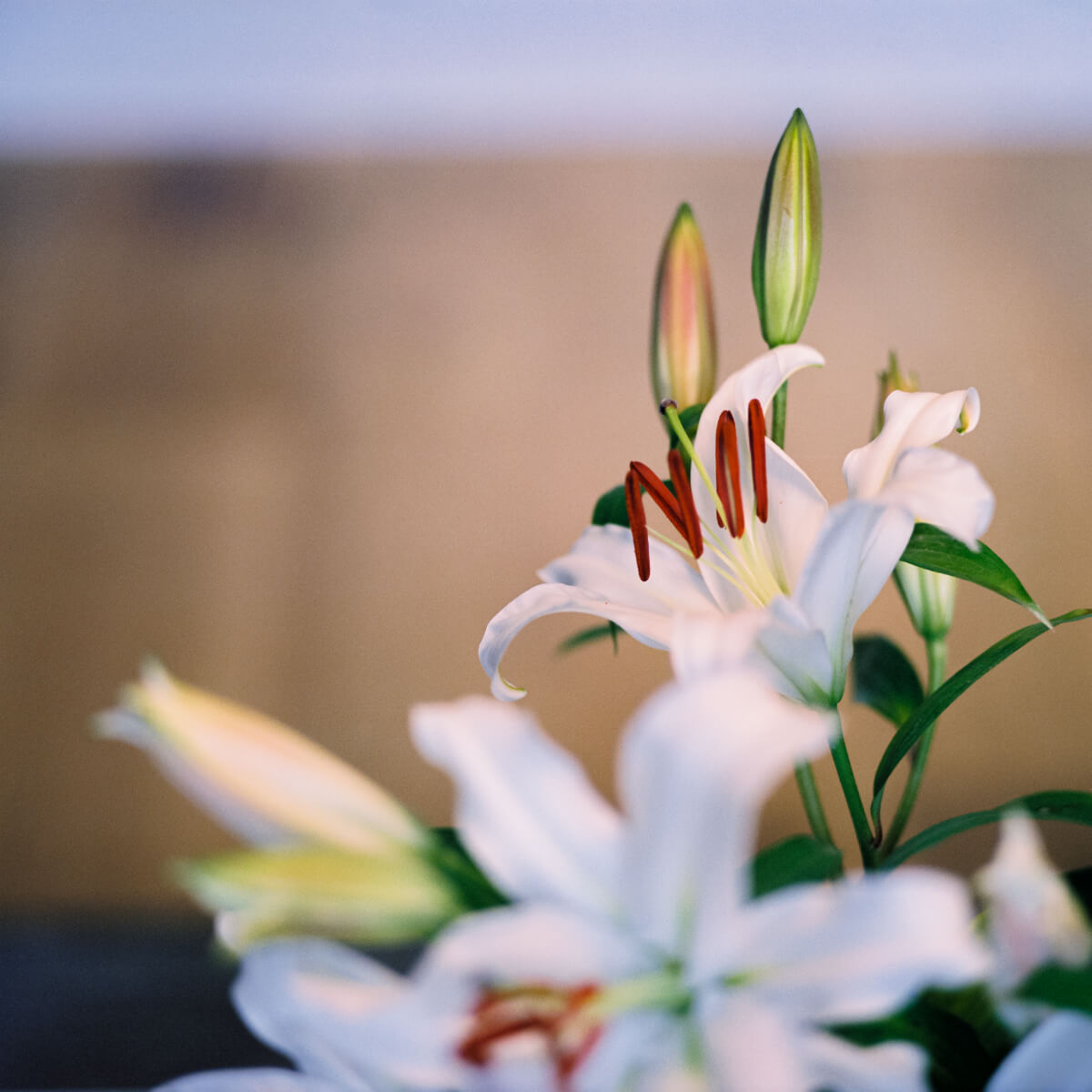 Michael Elliott - Still life lillies #2 - Kiev 60 + Carl Zeiss Jena Sonnar 180mm f:2.8 + Fuji Pro 400H