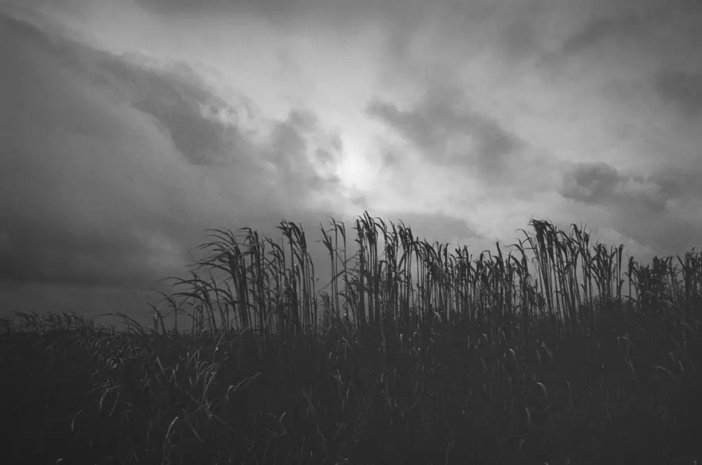 Black and white photo of a field crop against a dramatic cloudy sky.