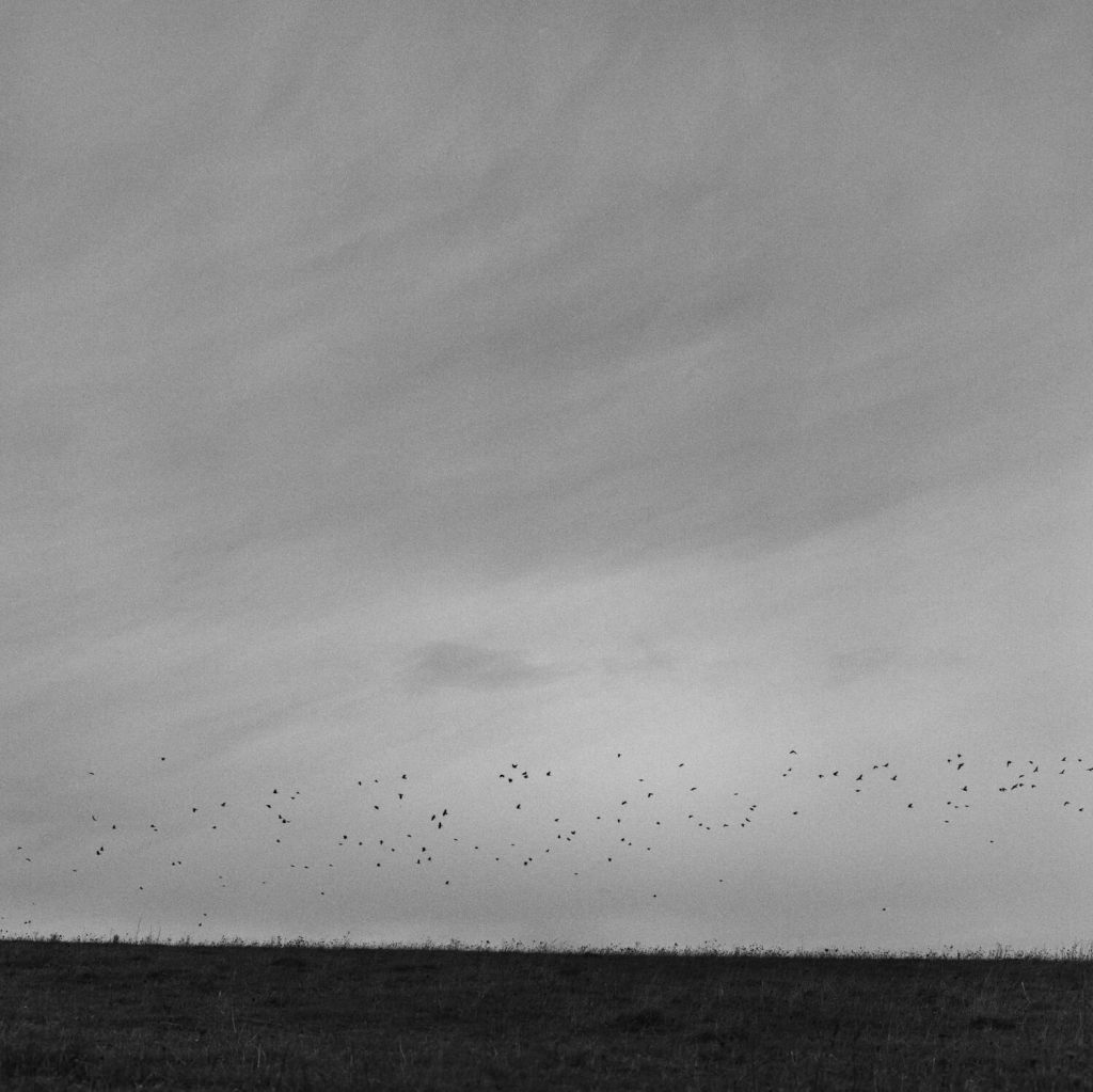 A square view showing a field at the bottom of the photo, with overcast sky filling the remainder of the frame. A scattering of crows are just taking off at the horizon of the image.