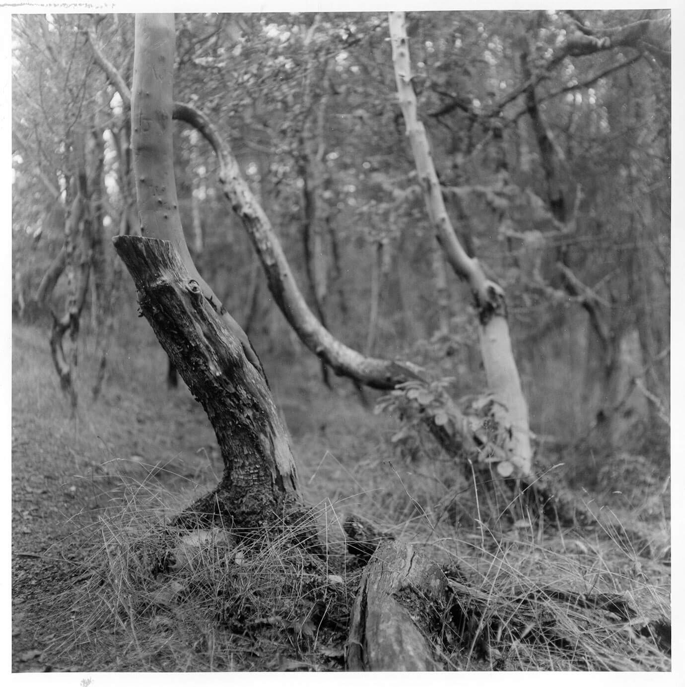 5 Frames... Of twisty trees on Fomapan 200 Creative and a Mamiya C22 (Mamiya-Sekor 80mm f/2.8)